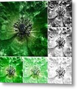 Poppy Green - Macro Flowers Fine Art Photography Metal Print