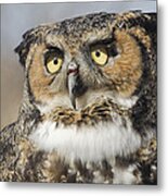 Portrait Of A Great Horned Owl Metal Print
