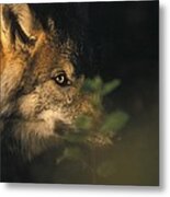 Portrait Of A Wolf Looking Through Leaves Metal Print