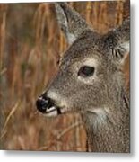 Portrait Of  Browsing Deer Metal Print