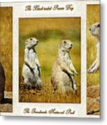 Poster Prairie Dogs Metal Print