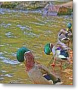 Preening Drakes In A Row Metal Print