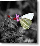 Pretty Margined White Butterfly Metal Print