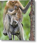 Proboscis Monkey Female And Six Week Metal Print