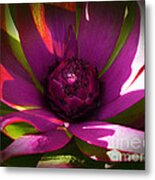 Protea Flower 8 Metal Print