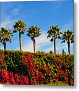 Pt. Dume Palms Metal Print