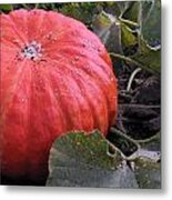 Pumpkin Harvest 1 Metal Print