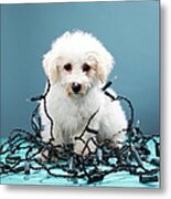 Puppy Tangled In Christmas Lights Metal Print