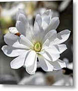 Pure Star Magnolia Flower Metal Print