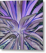 Purple Aloe Metal Print