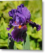 Purple And Orange Iris Flower Metal Print