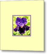 Purple And Orange Iris Photo Square Metal Print