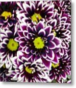 Purple And White Delight Metal Print