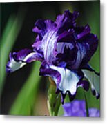 Purple And White Iris Metal Print
