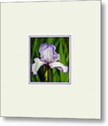 Purple And White Iris Photo Square Metal Print