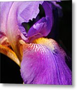 Purple And Yellow Iris Close Up Ii Metal Print