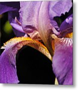 Purple And Yellow Iris Close Up Metal Print
