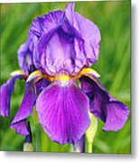 Purple And Yellow Iris Flower Metal Print