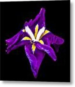 Purple Iris Metal Print