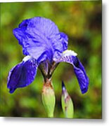 Purple Iris Flower Metal Print