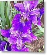 Purple Iris With Water Droplet Metal Print