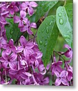 Purple Lilac Metal Print