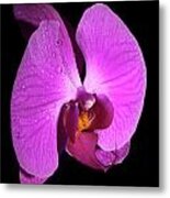 Purple Orchid Metal Print