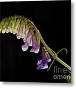 Purple Vetch Metal Print