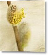 Pussy Willow Metal Print