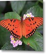 Queen Butterfly Metal Print