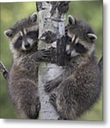 Raccoon Two Babies Climbing Tree North Metal Print