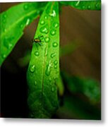 Rain Metal Print