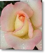 Rain Drops On Rosey Metal Print