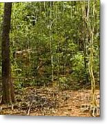 Rain Forest Metal Print