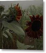 Rain In The Sunflower Garden Metal Print
