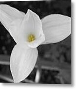 Rain Lily Metal Print