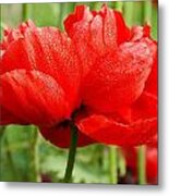 Red And Green Metal Print