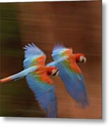 Red And Green Macaw Ara Chloroptera Metal Print