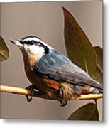 Red Breasted Nuthatch Metal Print