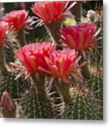 Red Cactus Flowers Metal Print