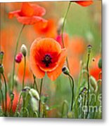 Red Corn Poppy Flowers 05 Metal Print