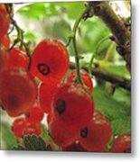 Red Currant 2012 Metal Print