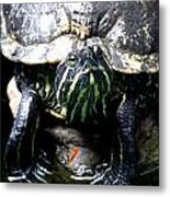 Red Earred Slider Turtle Pose Photography Metal Print