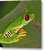 Red-eyed Leaf Frog Metal Print