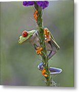 Red Eyed Tree Frog Climbing On Flower Metal Print