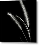 Red Fountain Grass In Black And White Metal Print