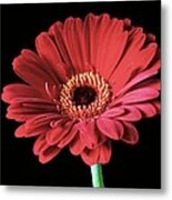 Red Gerbera Daisy Metal Print