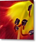 Red Lily Center 5 Metal Print