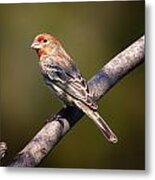 Red Male House Finch Metal Print