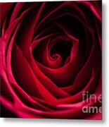 Red Rose Metal Print